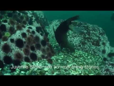 The Case of Stones in Steller Sea Lion Stomachs