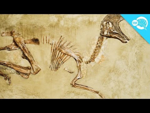 Why Don&#039;t All Skeletons Become Fossils?