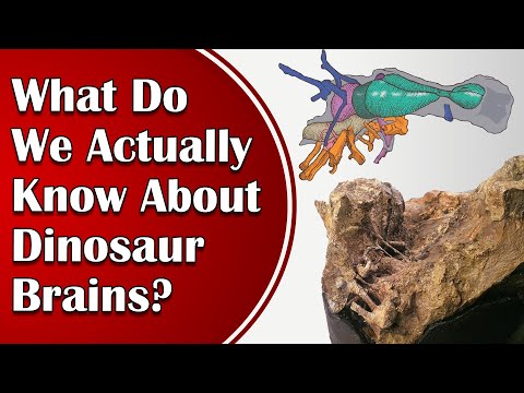 What Do We Actually Know About Dinosaur Brains?