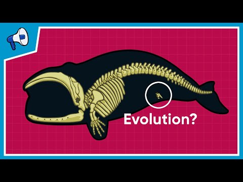 What is the Evidence for Evolution?