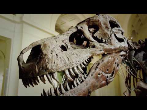 Sue the Dinosaur Finds a New Home in Chicago - Decades TV Network