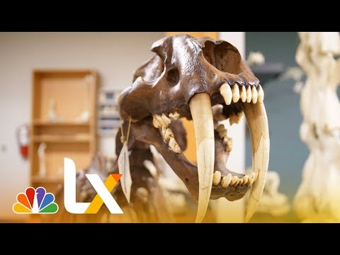 A Deep Dive Into Dinosaur Bones: Replicas vs. The Real Thing | NBCLX
