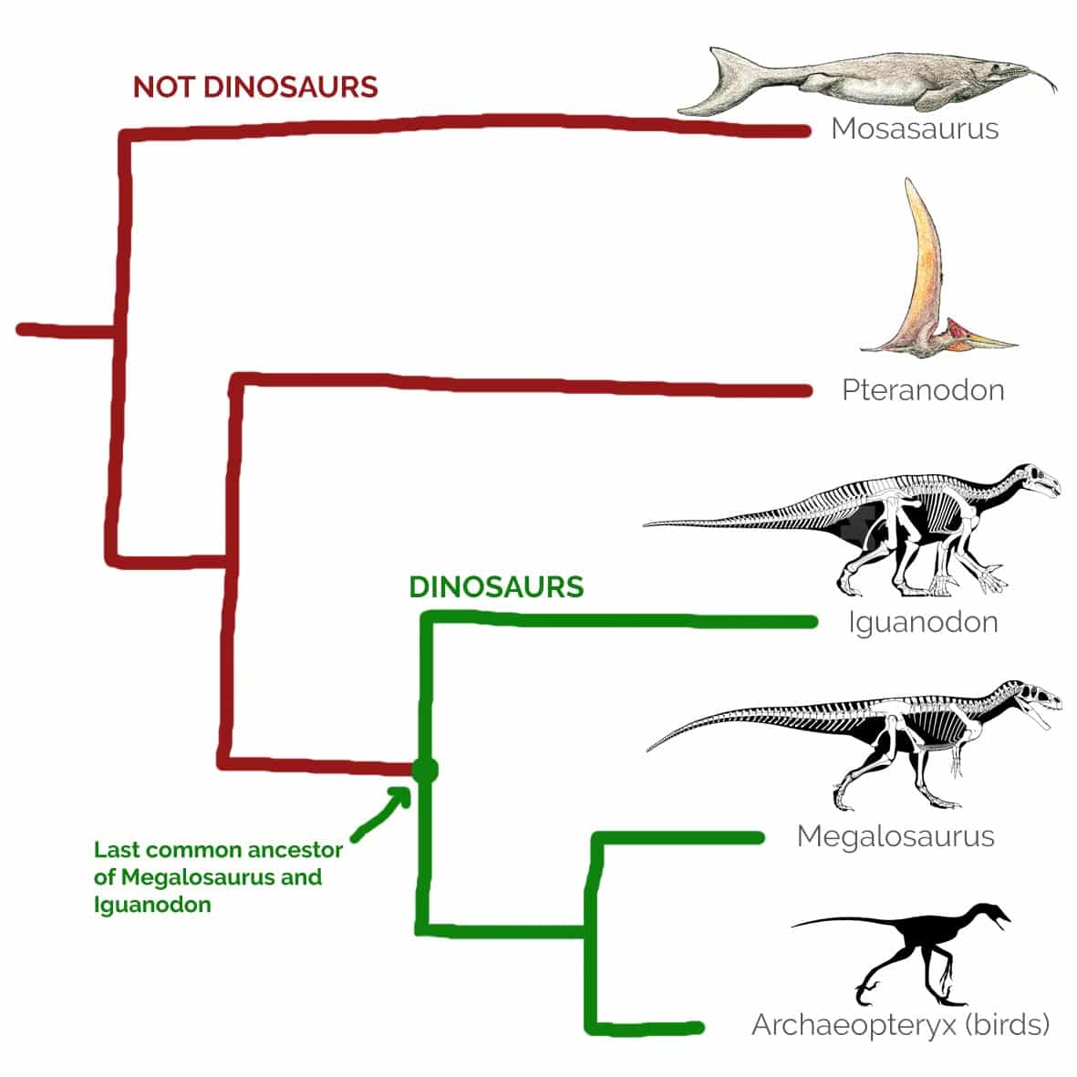 Dinosaur Evolutionary Relationships
