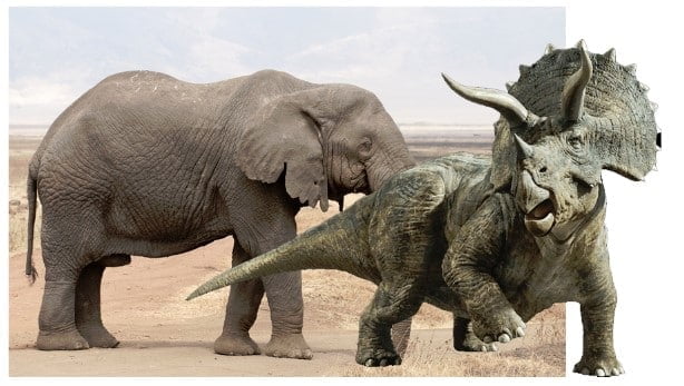 Triceratops compared to elephant