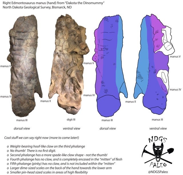 hadrosaur feet