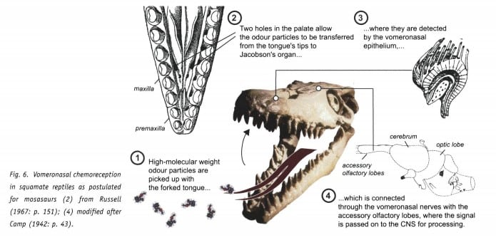 mosasaur forked tongue