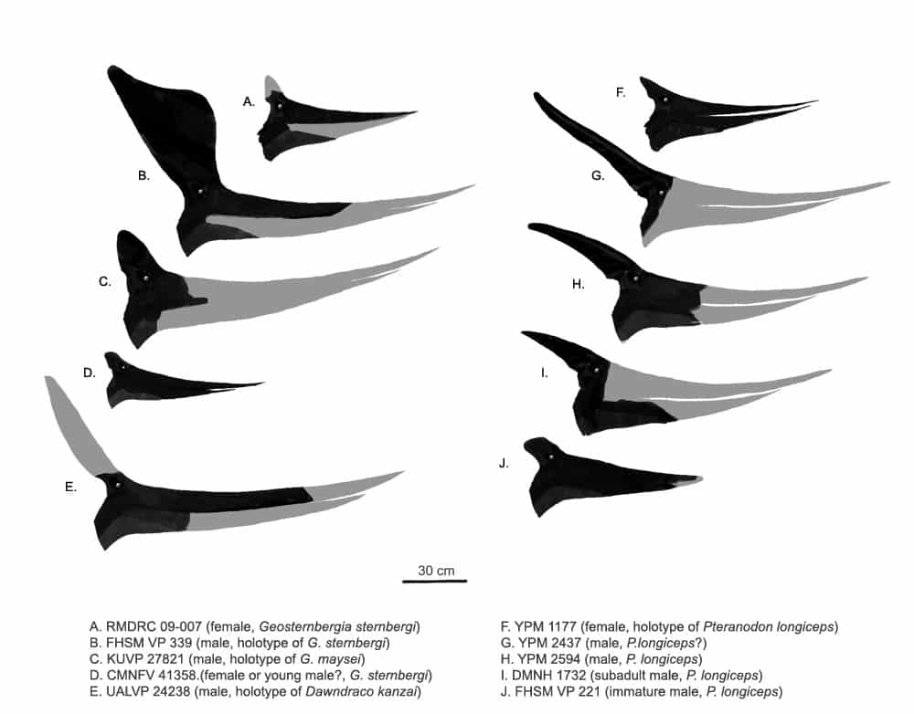 pteranodon crest