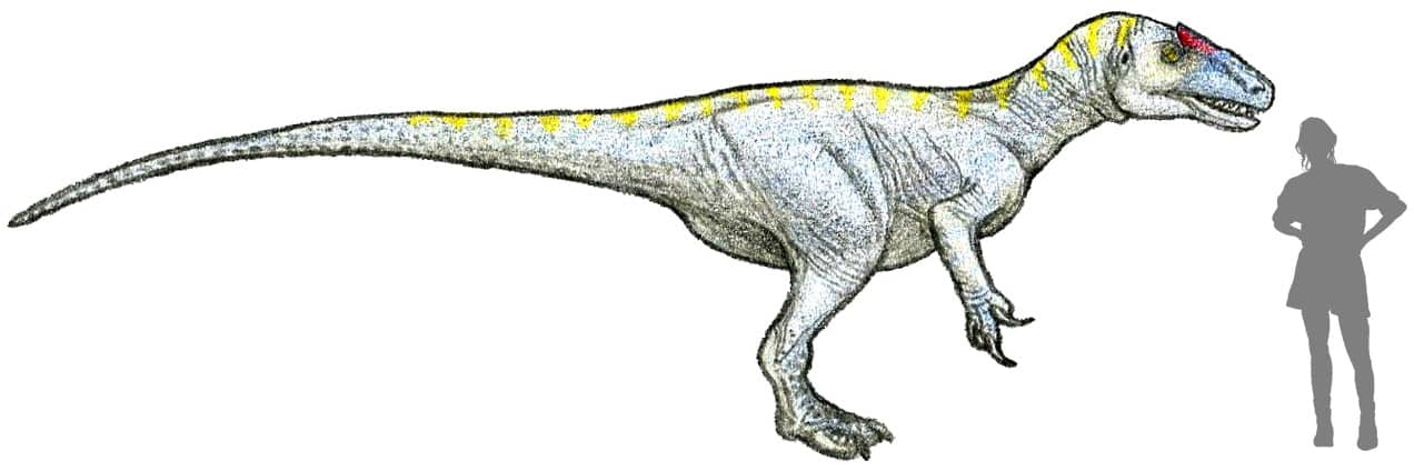 Allosaurus juvenile