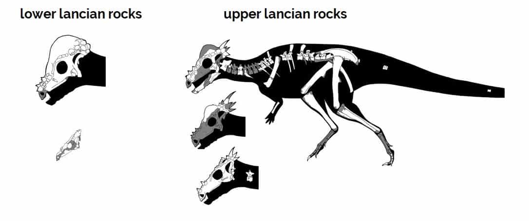 skull comparisons in pachycephalosaurs