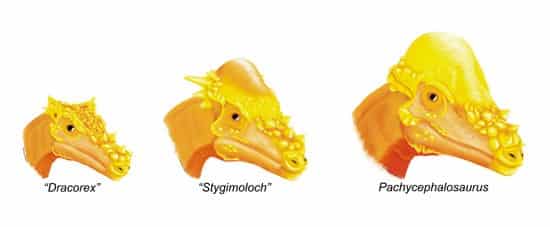 pachycephalosaur skulls