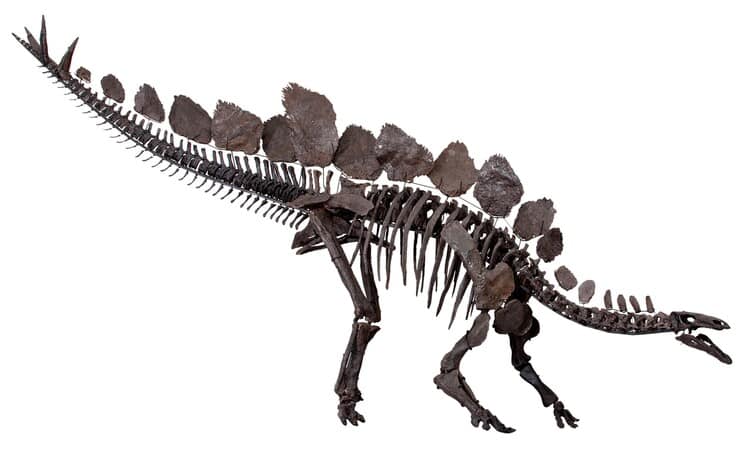 Sophie the Stegosaurus