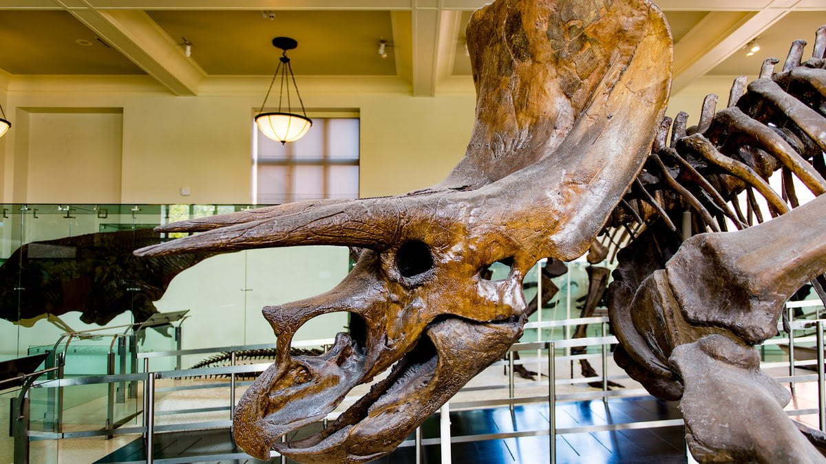 Are Dinosaur Bones in Museums Real