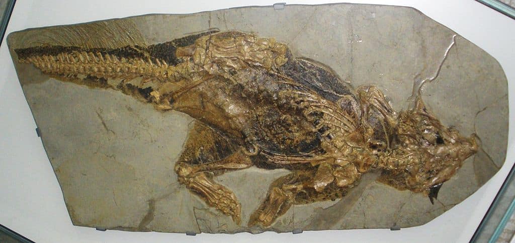 Psittacosaurus fossil