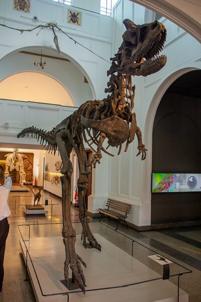 carnotaurus arms on display