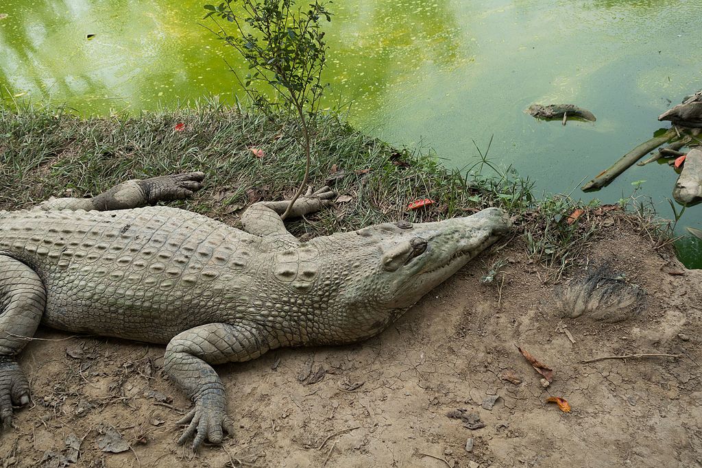 crocodile sunning itself