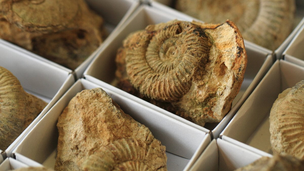 how to clean fossils at home