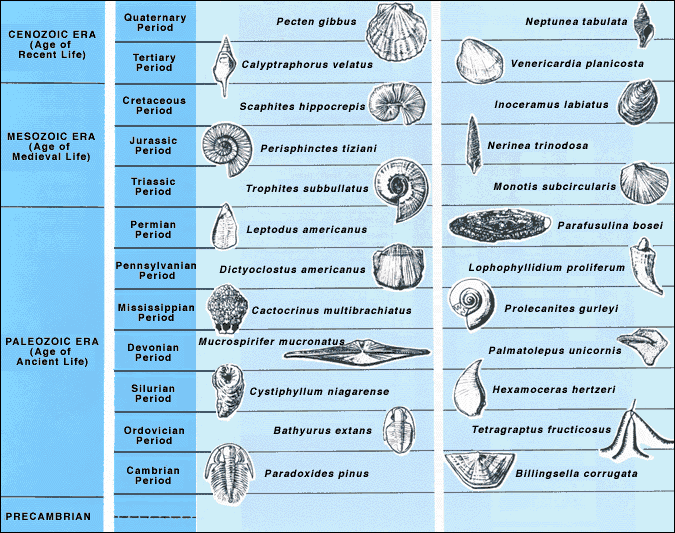 examples of index fossils