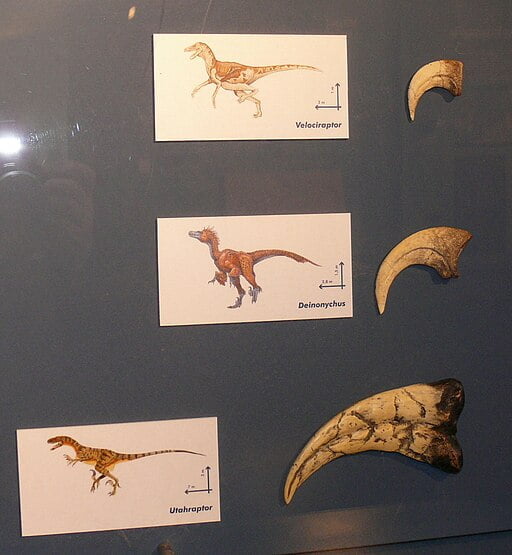 Velociraptor, Deinonychus, and Utahraptor claws