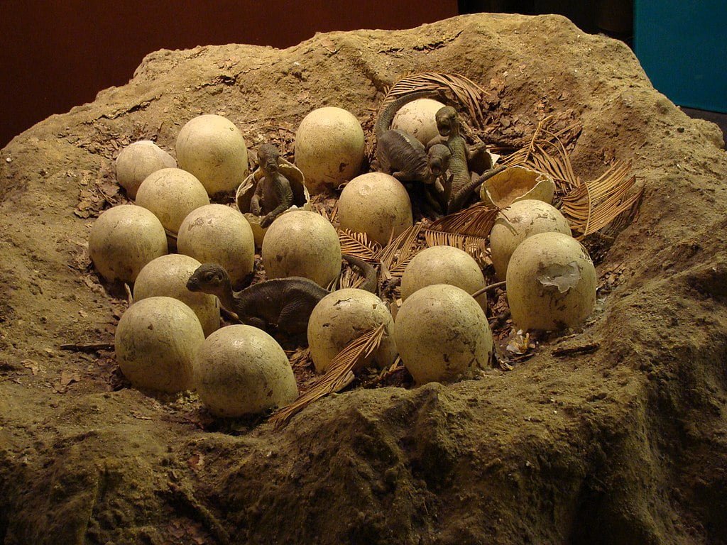 Maiasaura nest model