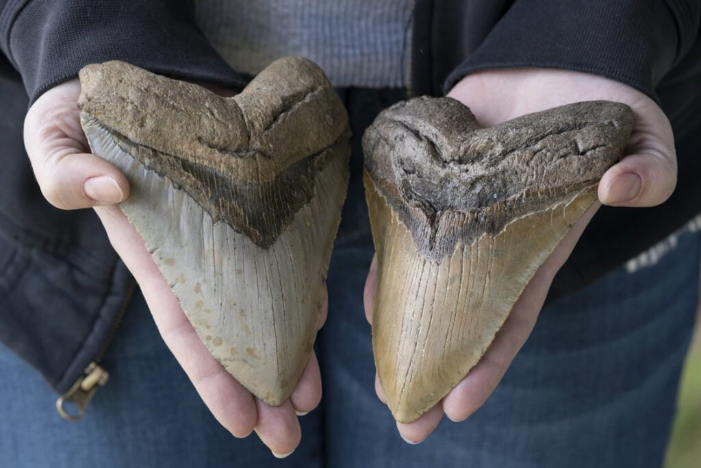 Two Large Prehistoric Megalodon Shark Teeth