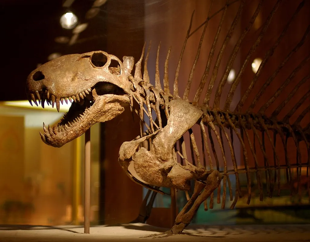 Dimetrodon skeleton